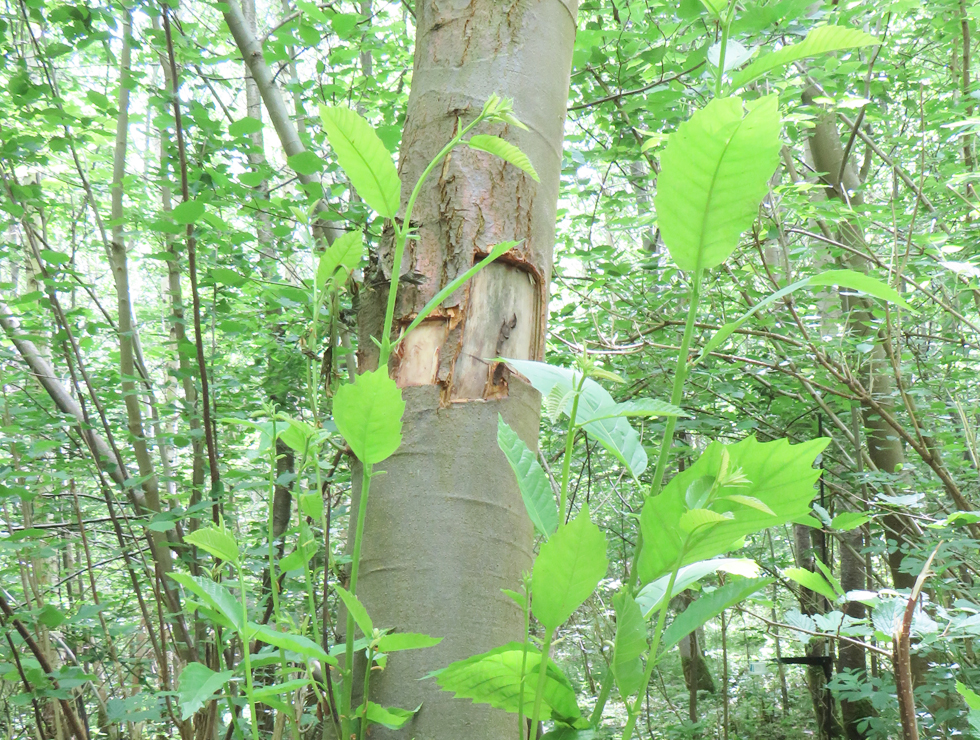 Kastanjekanker: Schadebeeld | © A. Charlier CRAW